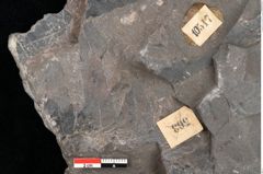 Foto (Detailansicht) von Thaumatopteris muensteri Goeppert (NHMW-GEO-2024-0188-10517)
